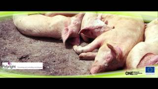 African Swine Fever (ASF)