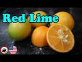 RED LIME Review - Cat Ruins Video - Weird Fruit Explorer Ep. 346