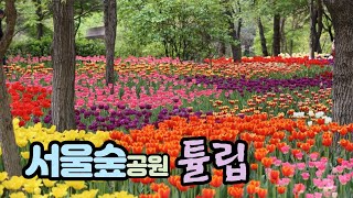 【4K】 Tulips of Seoul Forest Park  서울숲공원 튤립