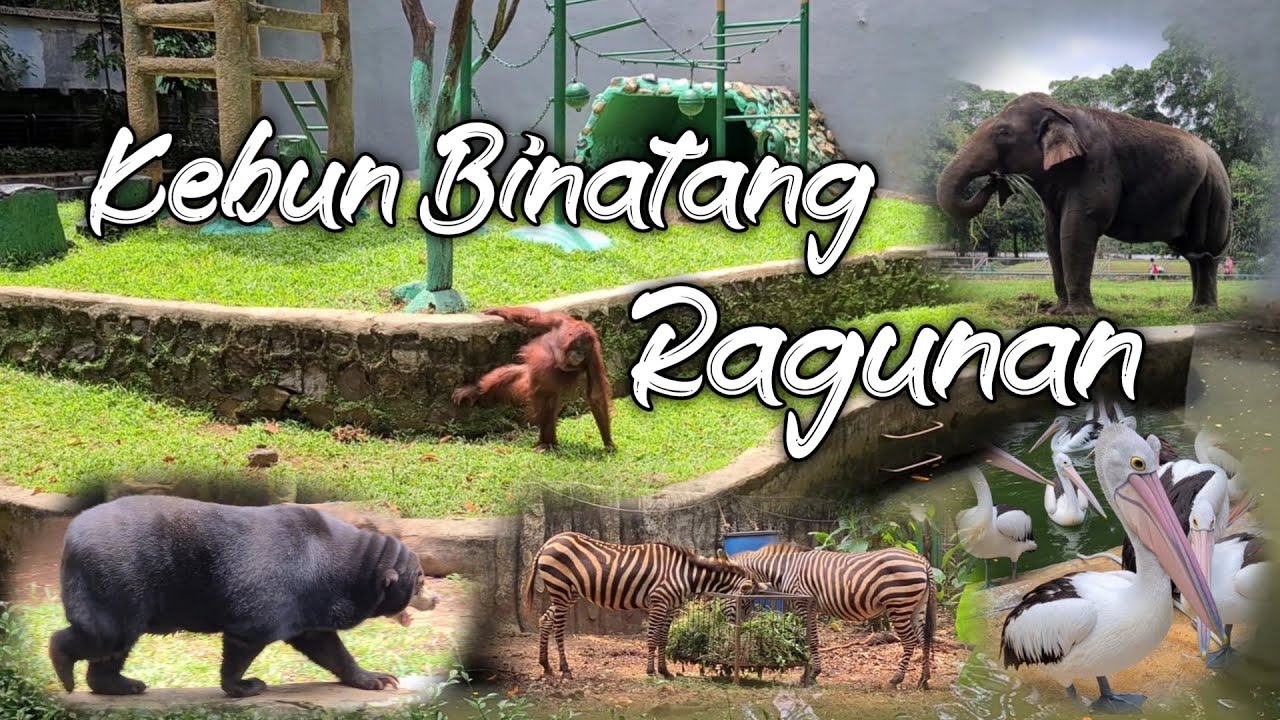 Kebun Binatang Ragunan | Jakarta - YouTube