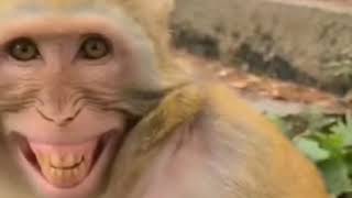 Monkey laughing with a Man |Funny Videos  (Can't stop laughing😂)