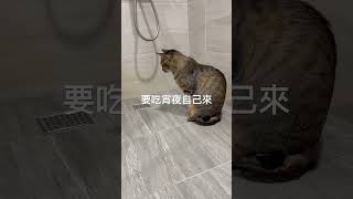 家裡有隻貓～蟑螂遠離你