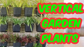 vertical garden \u0026 plants /വെർട്ടിക്കൽ ഗാർഡൻ പ്ലാന്റ്സ്.