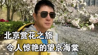 北京赏花之旅～令人惊艳的望京海棠花溪