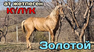 БУЛ КУЛУКГӨ ат жетбейт 🔥Аравандын күлүгү ЗОЛОТОЙ☝️10 января 2025 г.