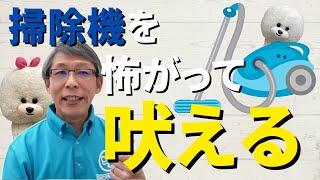 【犬のしつけ】掃除機を怖がって吠える【悩み相談ライブ切り抜き】