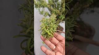 ரோஸ்மேரி இப்படி வைத்தா  அதன் வளர்ச்சி நல்லா இருக்கும்.. Rosemary #tranding #rosemary