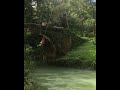 Epic rope swing from the Old Spanish Bridge in Jamaica