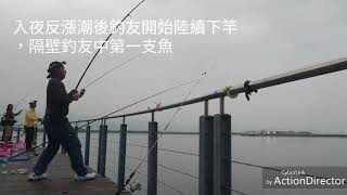 新北五股獅子頭 釣魚平臺 沉底釣2  夏威夷海鰱魚（爛槽）釣友拉烏魚