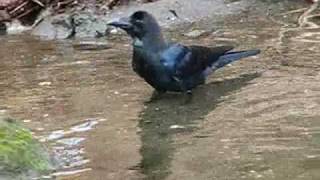 カラスの行水　　Quick dip in the tub