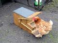 Rodent resistant chicken feeder.