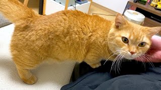 帰省から戻ったパパをか細い声でお出迎えしてくれる猫