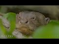 Amazon Jungle 8K ULTRA HD  Wild Animals of Rainforest  Relaxation Film