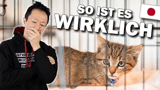 Animal welfare in Japan - a disaster?