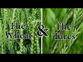 The Parable Of The Wheat And Tares