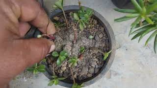 multi colour portulaca plant ki cutting kaise lagaye | portulaca plant care in winter