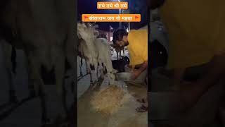 #निस्वार्थ गौ मैया की सेवा#viralvideo #viral # राधे राधे श्री राधे सीताराम हर हर महादेव शिव शंभू#🚩🚩🚩