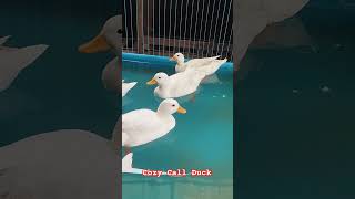 Call duck #exotic #pets #duck #callduck #callducks #donaldduck #netherlands #japan #bebek #funny