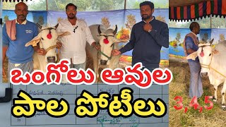 రాష్ట్రస్థాయి ఒంగోలు ఆవుల  పాల పోటీలు#cow #bulls #