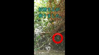 あなたは見える？「妖精が映りました」見た人に奇跡が起こる沖縄神の島【久高島】森の精霊たち