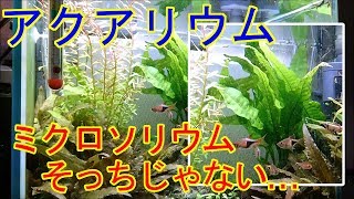 ミクロソリウムよどこへ行く･･･？逆方向へ伸びる水草たち【アクアリウム】