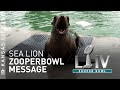 Delilah the sea lion has a message for the 49ers