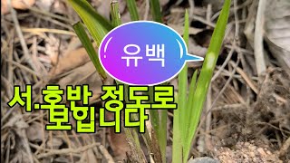 #한국자생춘란# 단엽종,단엽 초보생각 단엽으로 갈수있는 춘란