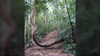 CIKGU SULIZI-SEJARAH CINTA DI BUKIT KELUANG (MUZIK MODEN)