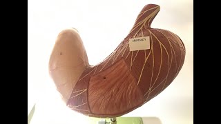 CCC Online Biology Lab - Stomach model tour.