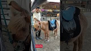 കുട്ടി കുതിര #youtubeshorts #shorts #viral #bahrain #fishingfreaks #kerala #animals #horse #pony