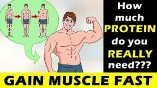 How much PROTEIN do I need to BUILD MUSCLE | Bodybuilding Muscle Gain Diet Tips | Fitness Rockers