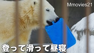 Polar Bears プールへ滑り降りるリラ　ホッキョクグマ