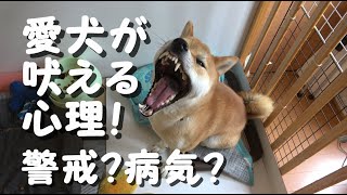 愛犬がずっと吠え続けている時の心理5つ！何かを要求してる？それとも病気？