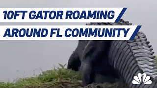 Large 10-foot Alligator Caught Roaming Through Florida Neighborhood