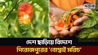 দেশ ছাড়িয়ে বিদেশে পিরোজপুরের 'বোম্বাই মরিচ' | Barta24