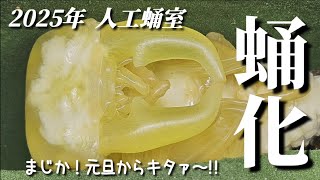 年越し早々の蛹化！【クワガタ飼育】【スマトラオオヒラタ】