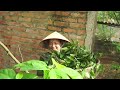 full video trinh s happiness when a kind man helps her harvest kumquats