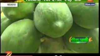 Peekpani Satara Farmer Successfull In Papaya Fruit