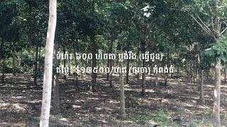 Rubber Plantation Land for Sale, in Santuk district, Kampong Thom province, Cambodia