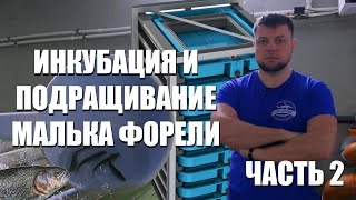 Инкубация и подращивание малька форели. Часть 2