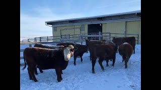 Russell Nail Red Angus/Simmental X Bred Heifers