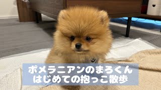 【抱っこ散歩デビュー】ポメラニアンの子犬まろくんがはじめての抱っこ散歩に挑戦🚶