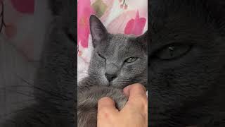 オッサン寝の猫をかまってみた😅 #cat #purrfect #ねこ好き #猫動画