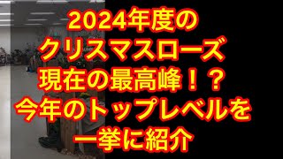 今年のトップナーセリーの最高峰の逸品ローズを一挙に紹介　#クリスマスローズ  #クリスマスローズ展  #池袋サンシャインシティ  #flowers  #ビオラ  #グリーンホビー