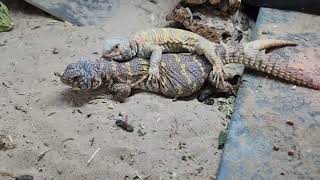 hypomelanistic Ornate uromastyx male mating normal ornate female