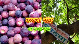 ফলসা গাছ এর সমস্ত তথ্য I Falsa Tree details  in Bengali