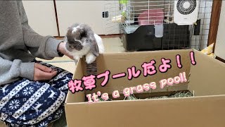 うさぎさんの為に牧草プールを作ってみた！I made a grass pool for rabbit!(bunny)