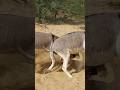 Donkeys #animals #youtubeshorts #shorts #pets #donkey