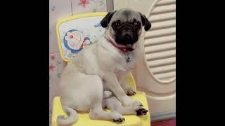 pugs@cute dog ഇവൻ ആരുടെയും മനം കവരും #shorts#pet pug#dog food