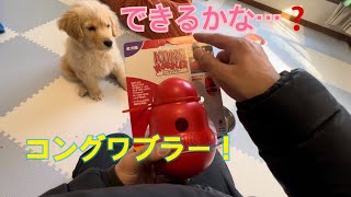 おもちゃに苦戦する子犬 コングワブラー紹介！